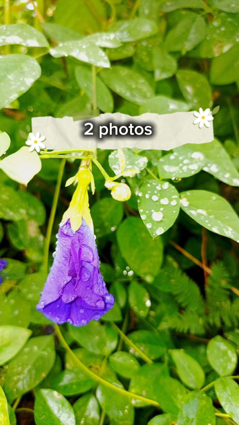 2 photos 
