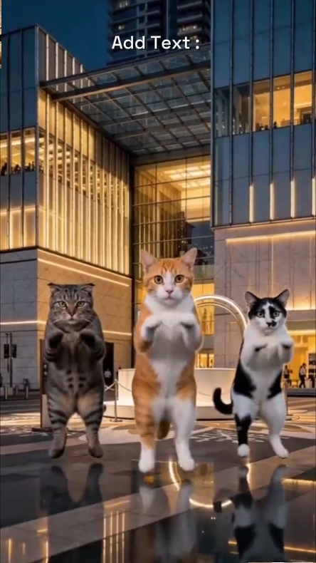 Gato de baile divertido