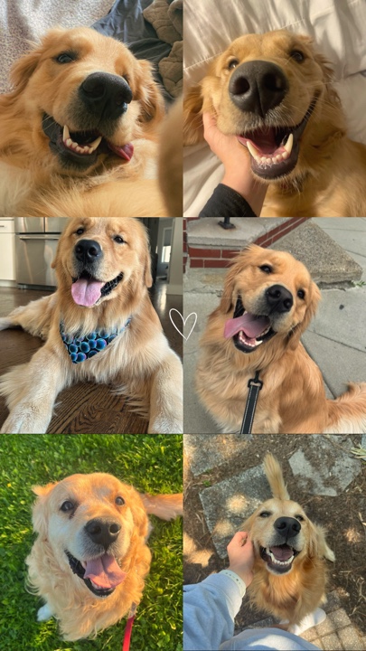 Momentos de mascotas 