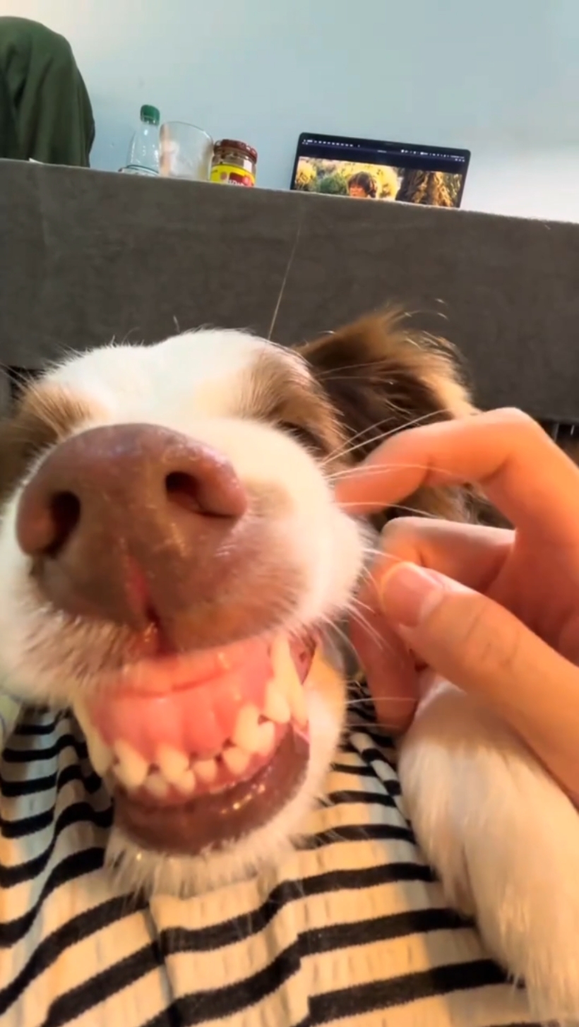 Plantilla de perro divertido 