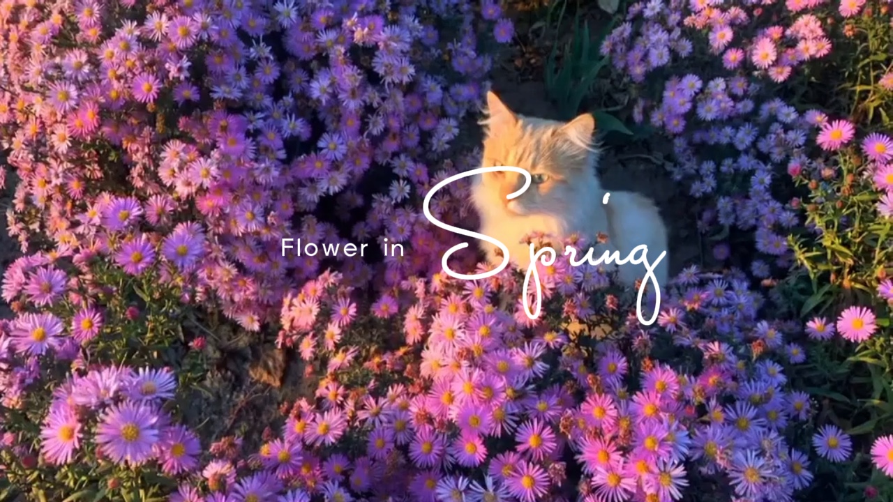 Flower in spring
