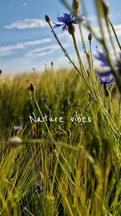 Nature Vibes 