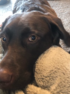 Dog edit