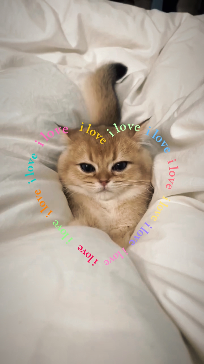 Ich liebe Katze