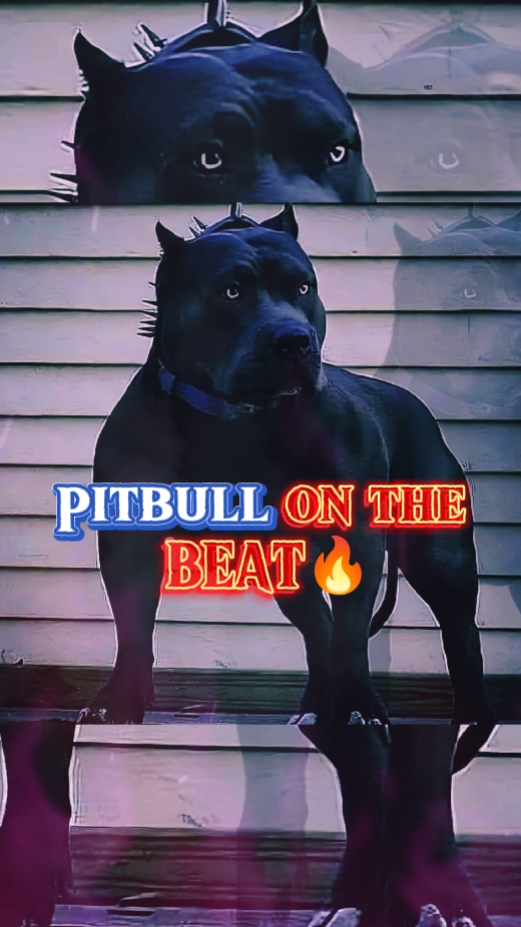 Pitbull On The Beat
