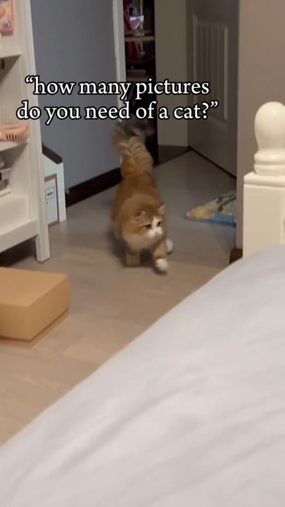 Fotos de tu gato
