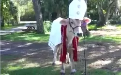 HOLY COW!!!