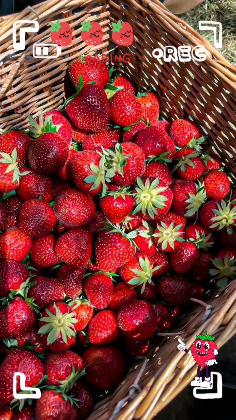 strawberry