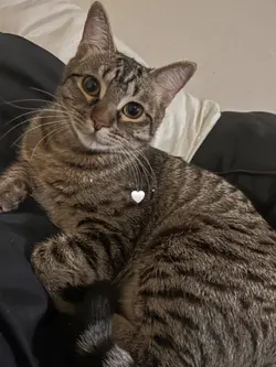 Ojitos que ya no veo