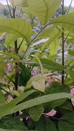 ojo gelani wongliyan