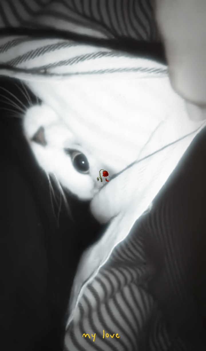내 사랑 고양이 립