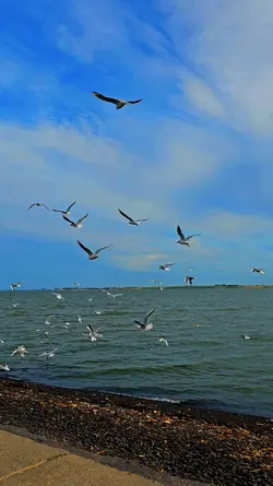 birds flying sea