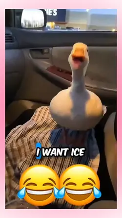 Funny talk pets