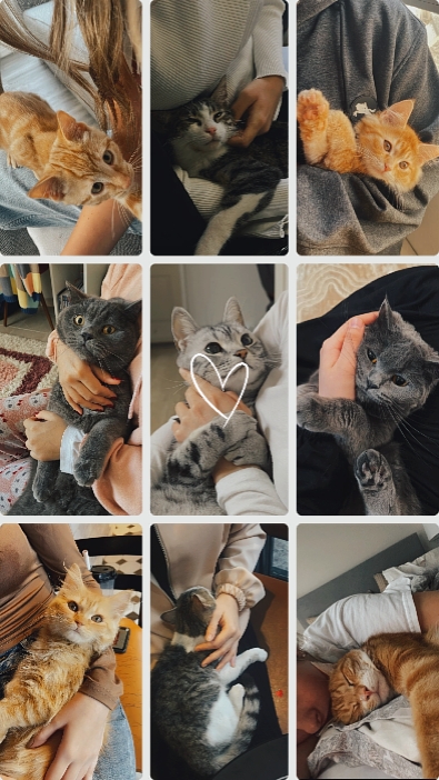 my pet