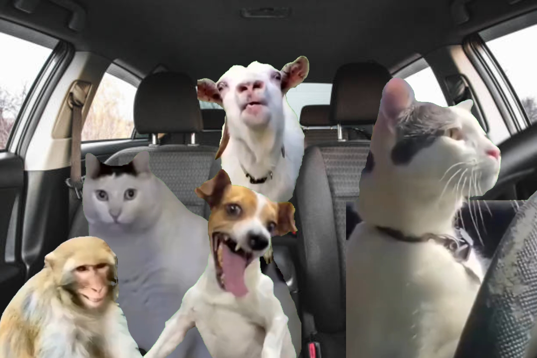 Animals 