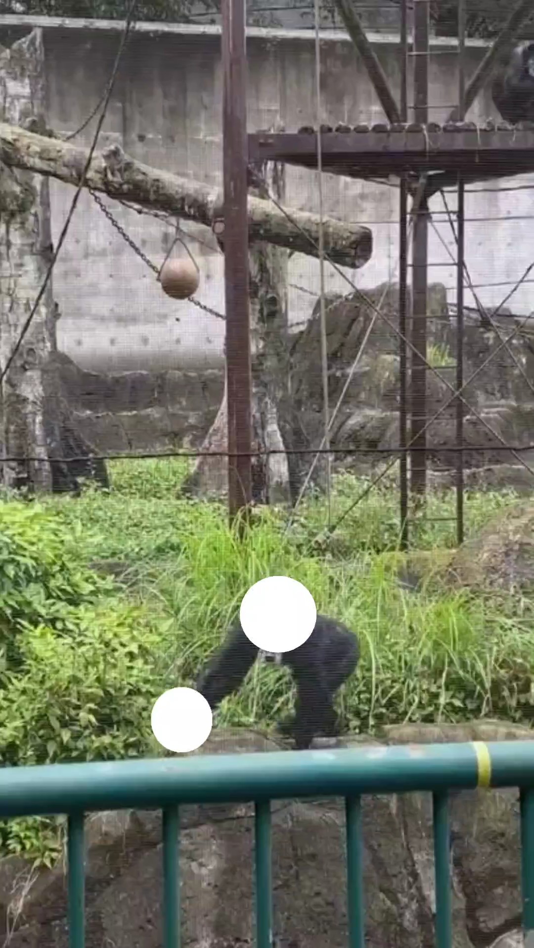 ゴリラの草投げ