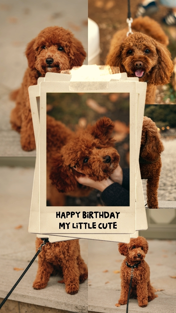 My pet's birthday 