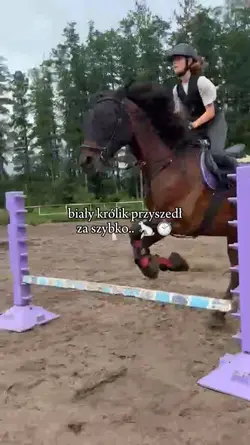 biały królik