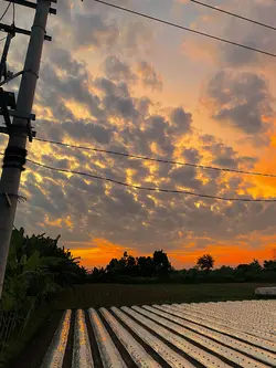 Filter senja