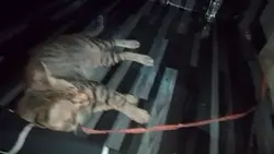 my cats
