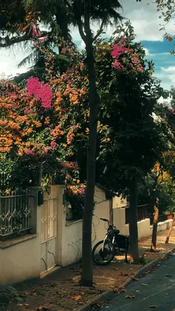 fon müziği şablon