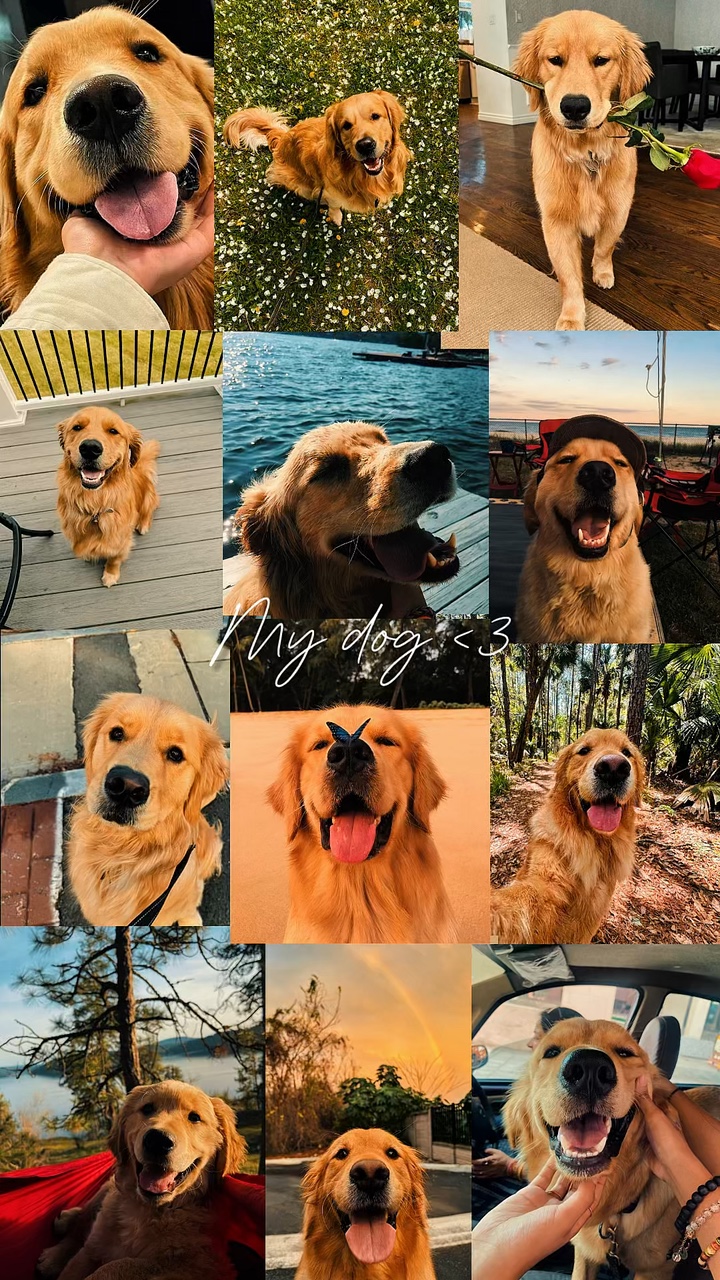 TU MASCOTA ❤️‍🩹
