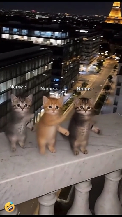 sevimli kedi