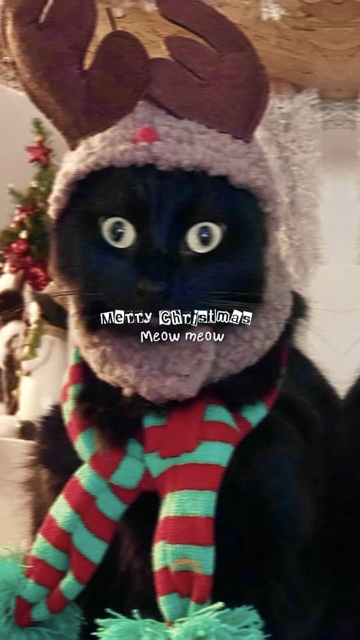 Frohe Weihnachten miau