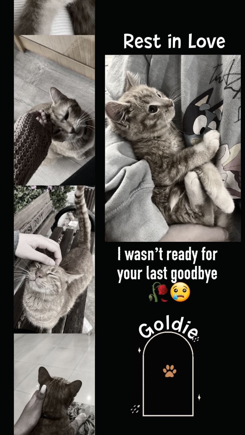 DEP mi gato