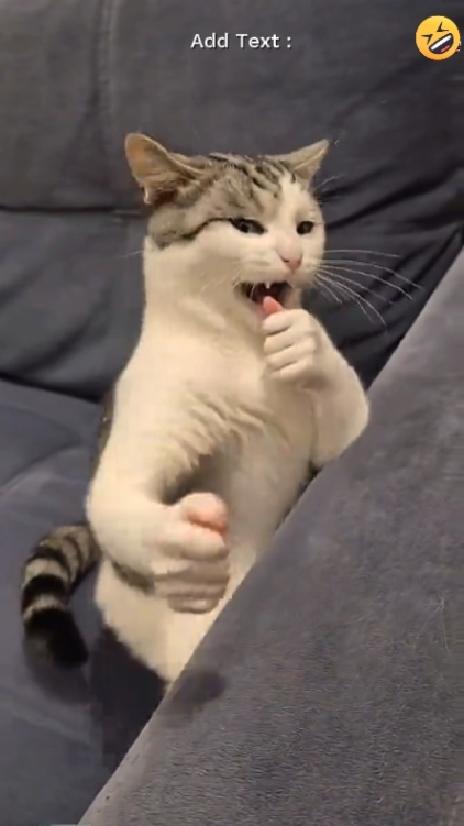 Chat drôle