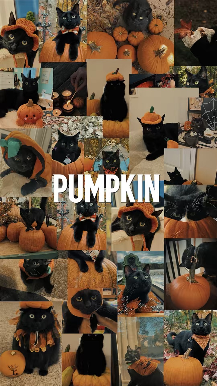 Calabaza y Gato 