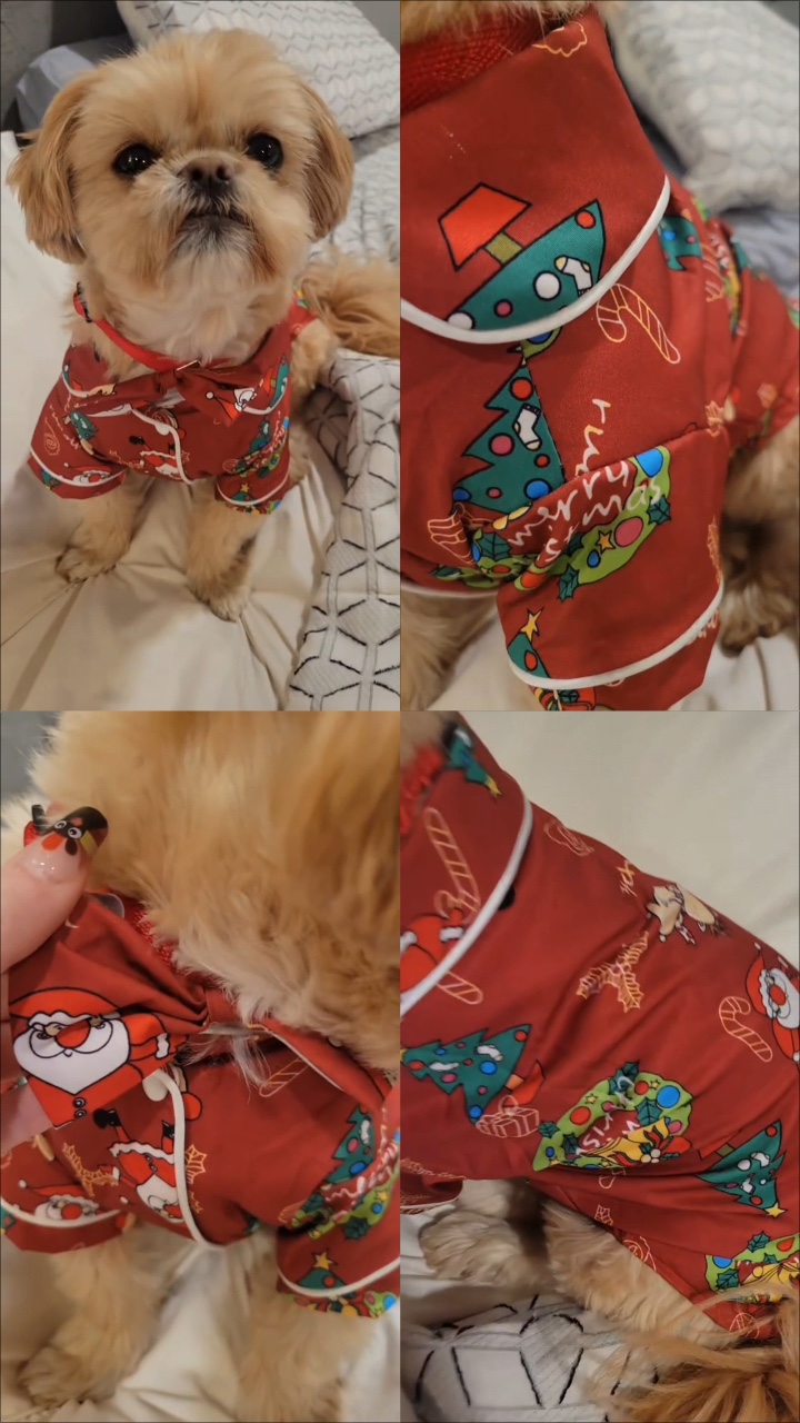 Weihnachten Haustier