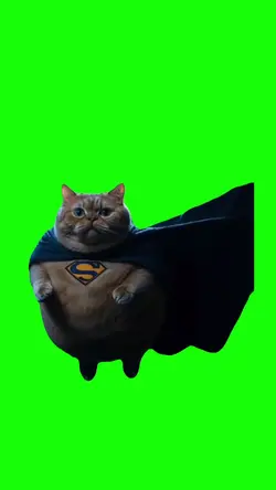  flying cat video 