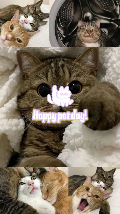 Cat Day