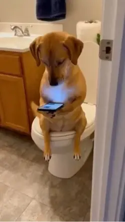 Dog Reaction 