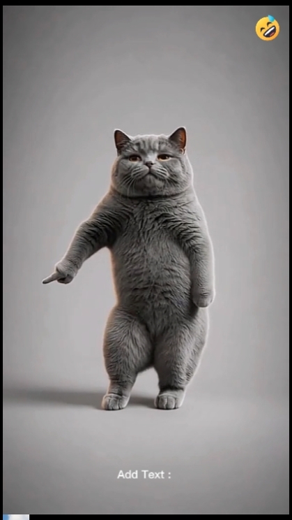 Gato De Dança.? 
