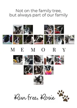 dog loss