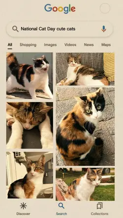 Search for Cat Day