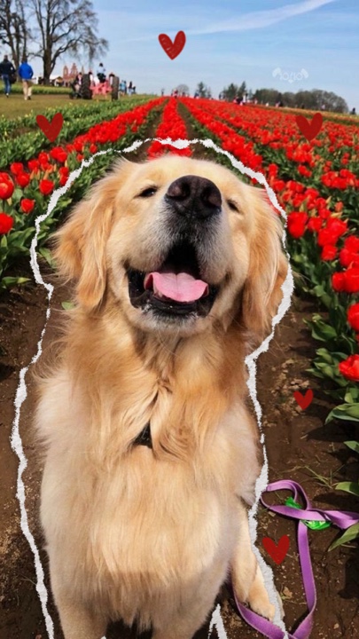 Dog day