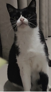 Gato bailando con