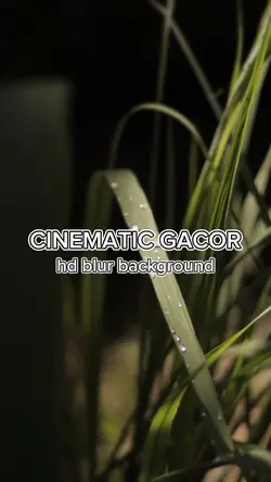 CINEMATIC GACOR