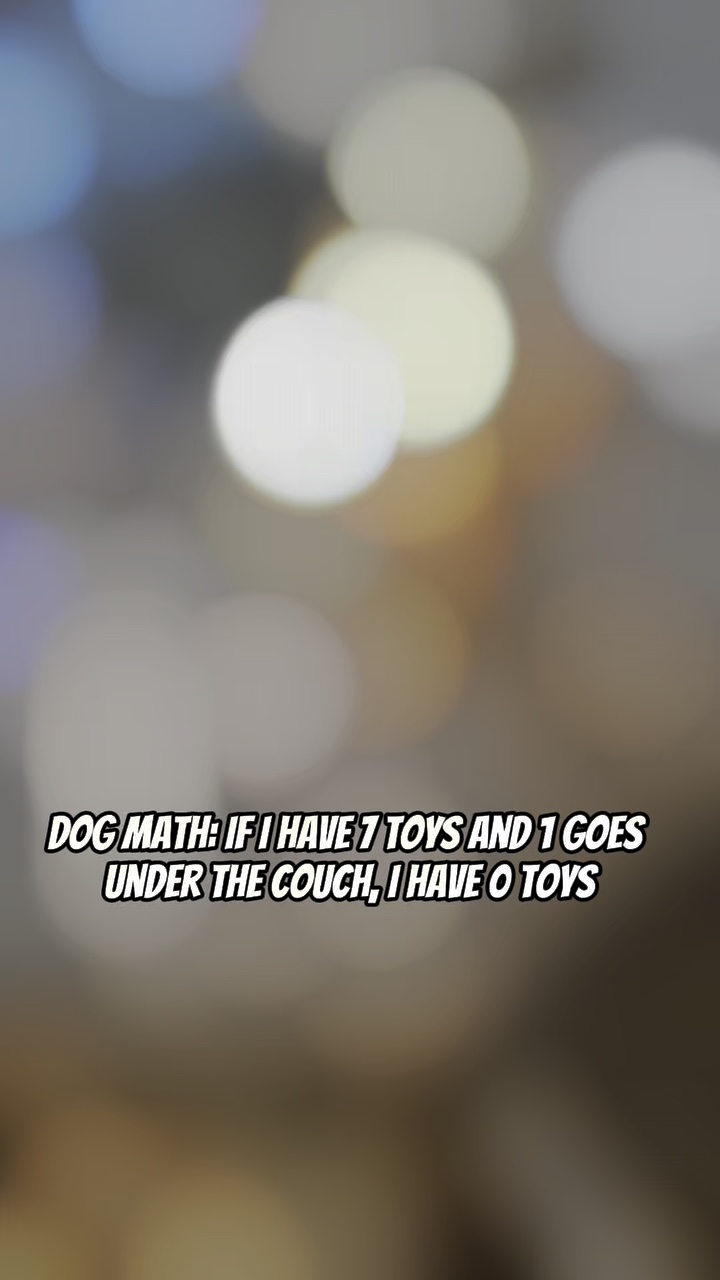Hund Mathematik 