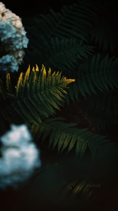 Cinematic Nature