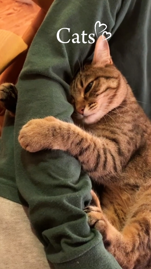 Gatos
