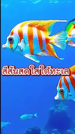สีสันสดใสใต้ทะล