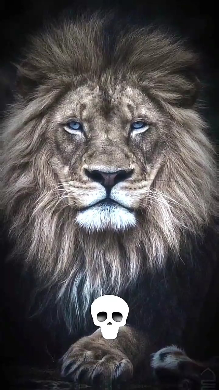 Messi Este Rey 