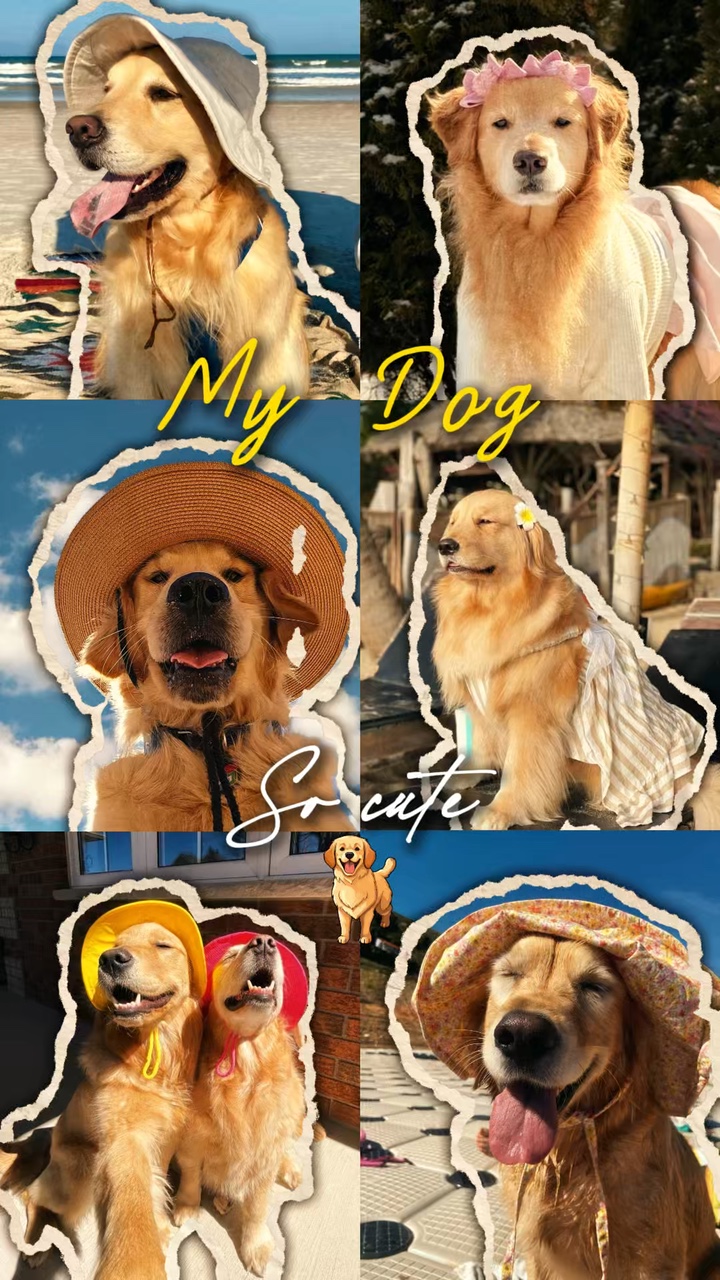 Lindo perro