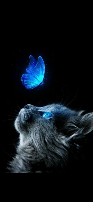 Katzen 