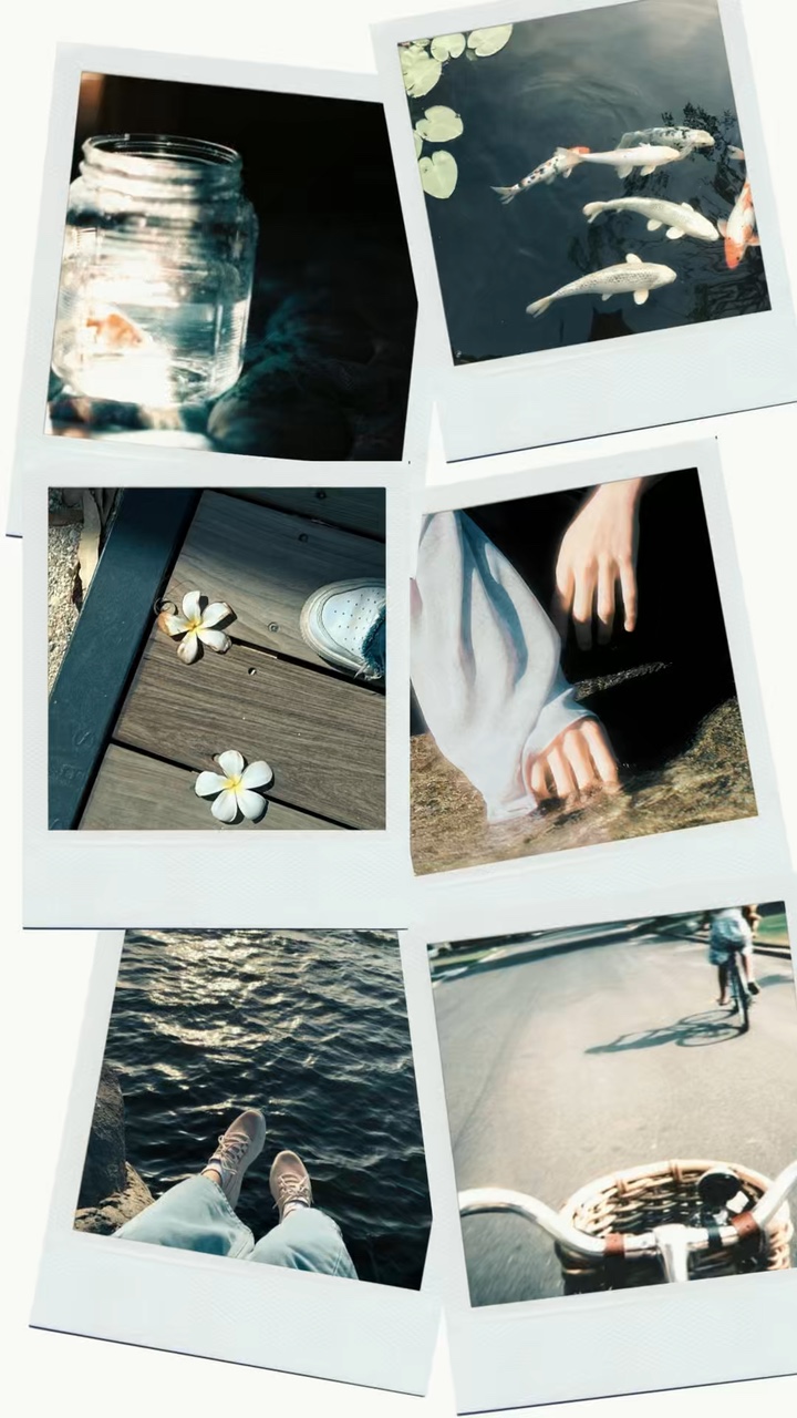 Polaroid de 6 cuadros 