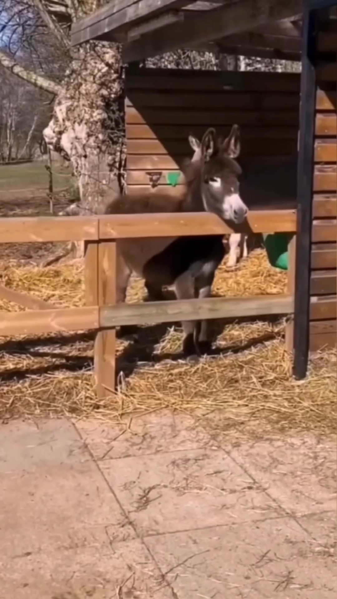 Affichage de produits animaux drôles style TikTok